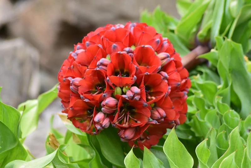 Detalle de una flor roja nativa de la Región de Atacama