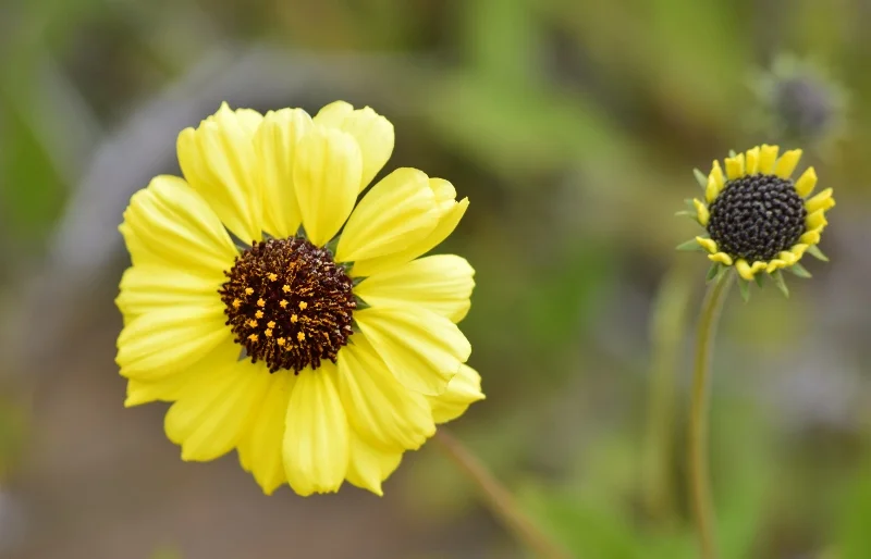 Flor amarilla con centro oscuro creciendo en suelo árido