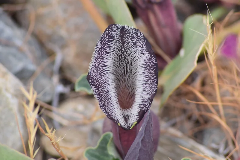 Flor morada y blanca de forma tubular en el desierto de Atacama