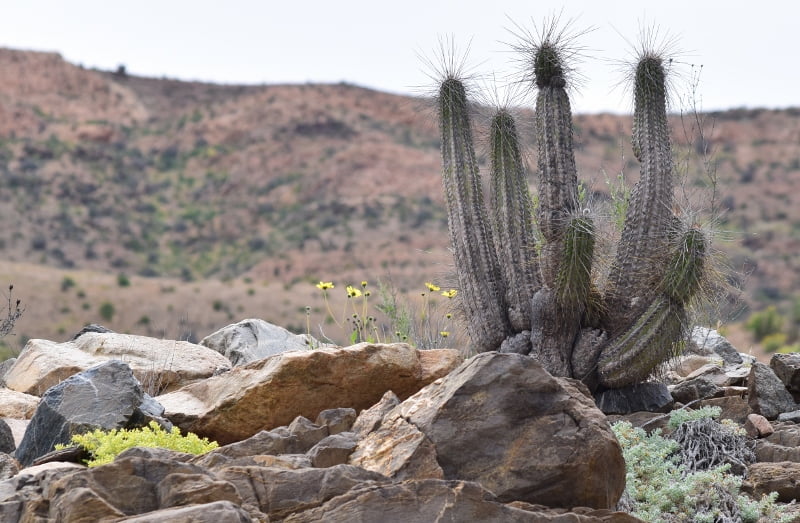 Paisaje de cactus y vegetación durante la primavera en Atacama