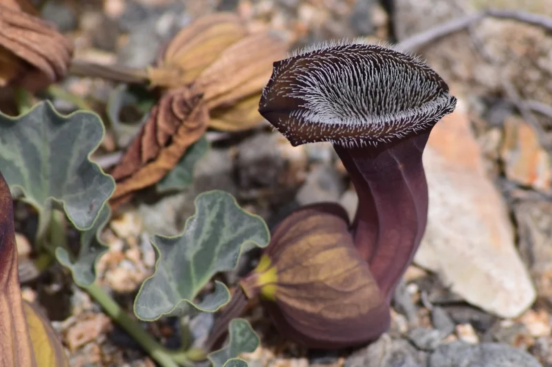 Flor nativa morada con vellosidades y zonas blancas
