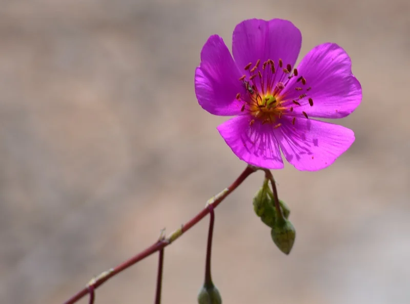 Flores rosadas rastreras fotografiadas cerca de Llanos de Challe
