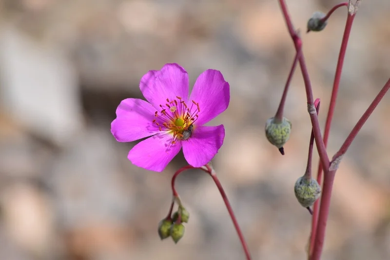Detalle de pequeñas flores fucsias del Desierto Florido