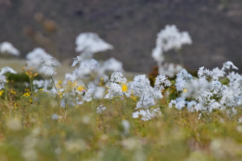 Campo de flores blancas extendido sobre el desierto