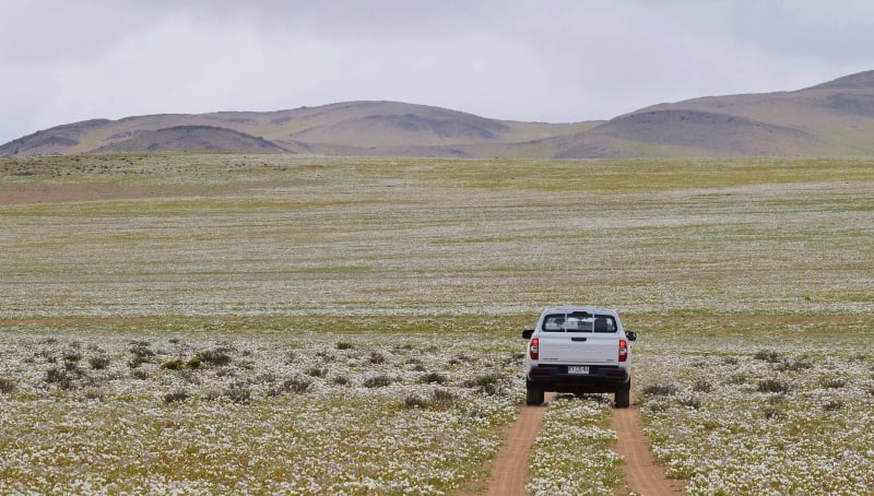 Vehículo circulando por un camino entre flores del desierto de Atacama