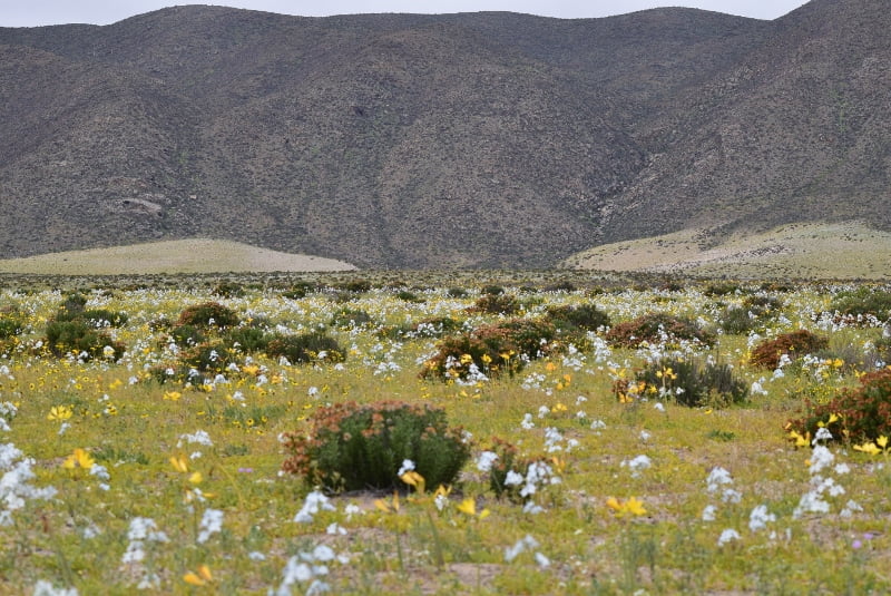 Paisaje amplio con flores blancas y amarillas frente a los cerros de Atacama