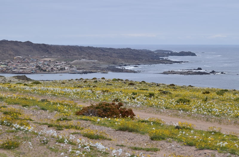 Pradera de flores costeras junto a un poblado y el océano Pacífico