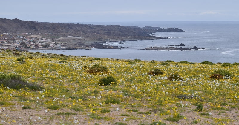Flores del desierto sobre una ladera con la costa de Atacama al fondo