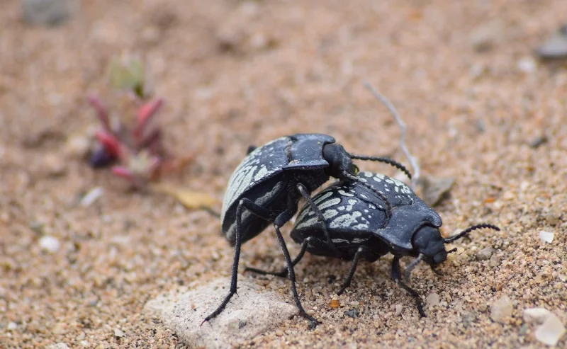 Escarabajos polinizadores observados durante el Desierto Florido