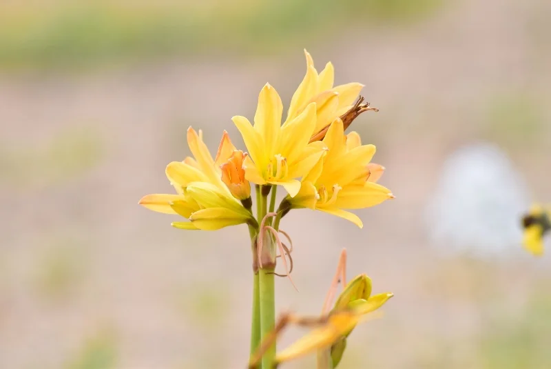 Flores tubulares amarillas y anaranjadas en la Región de Atacama