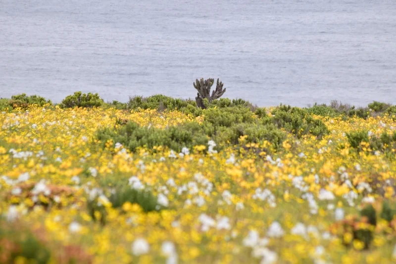 Flores amarillas y blancas junto al mar en el desierto costero