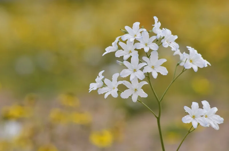 Ramilletes de flores blancas y celestes durante la floración