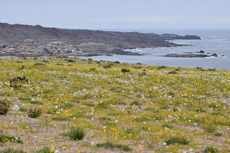 Paisaje de flores frente al océano en la costa de Huasco