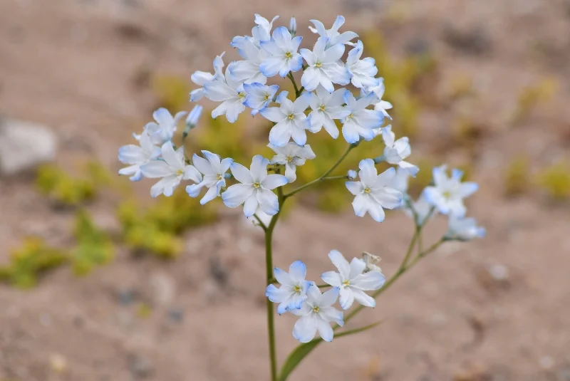 Detalle de pequeñas flores pálidas del Desierto Florido