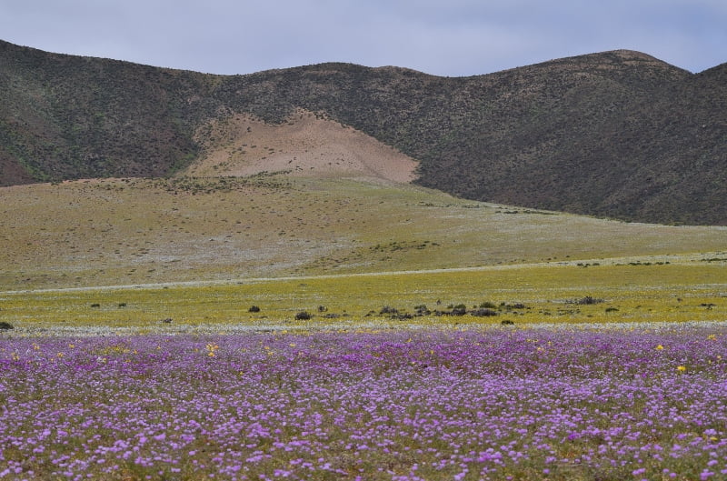 Campo morado cubriendo una planicie bajo los cerros de Atacama