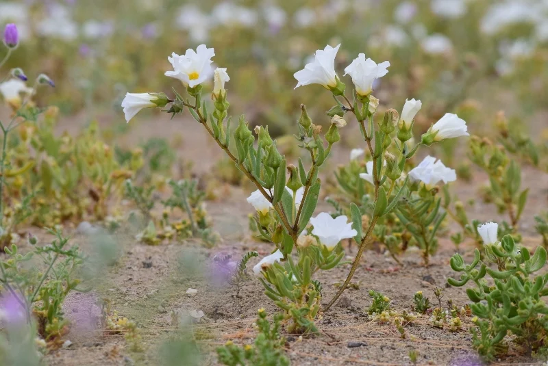 Flores blancas en forma de campana del Desierto Florido