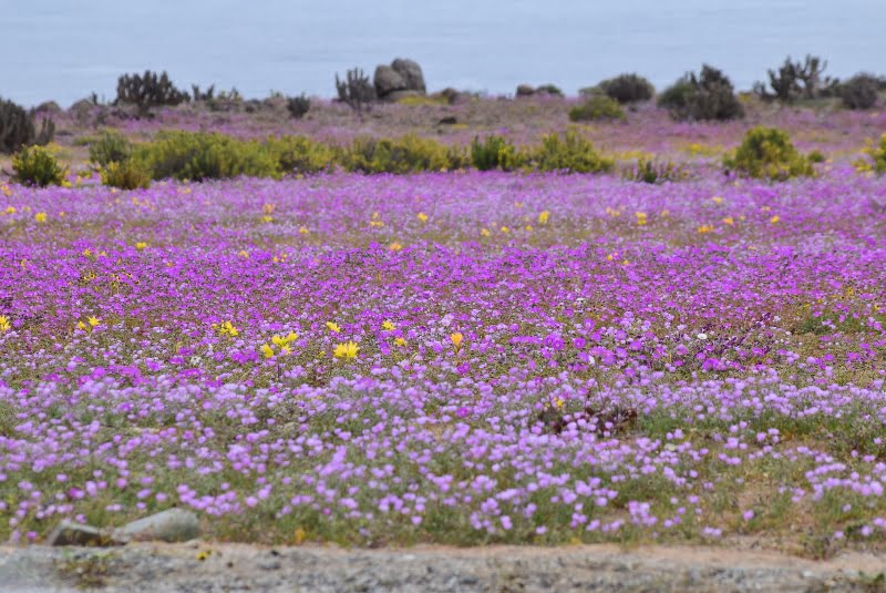 Manto denso de flores violetas en el desierto de Atacama