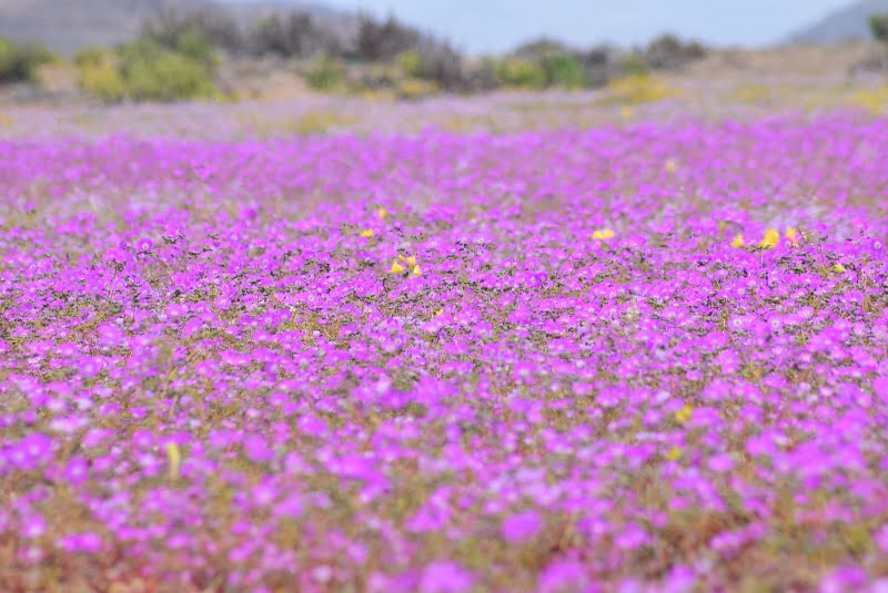 Paisaje primaveral fotografiado durante la ruta del Desierto Florido