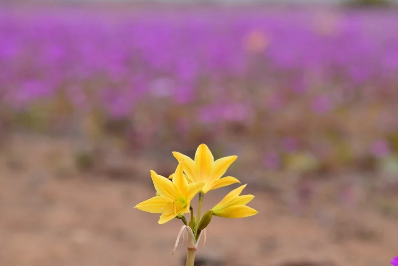 Vegetación y flores nativas de la Región de Atacama