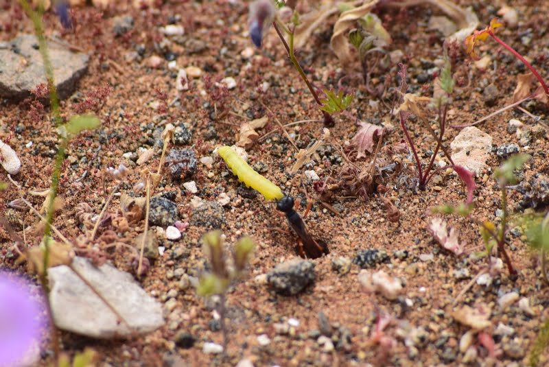 Insecto del desierto entre plantas pequeñas y suelo arenoso