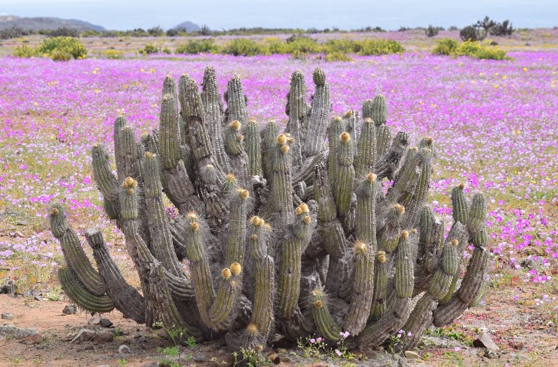 Flora nativa fotografiada durante el Desierto Florido de 2022