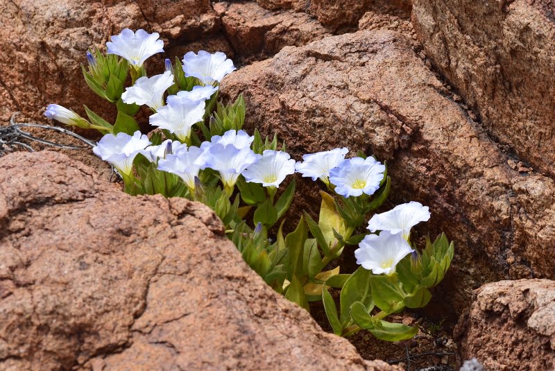 Vegetación desértica activada tras las lluvias en Atacama