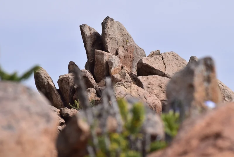 Flores del desierto fotografiadas durante el recorrido desde Caldera