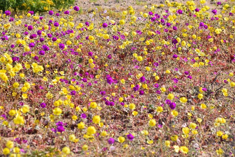 Paisaje de primavera en el desierto costero de Atacama