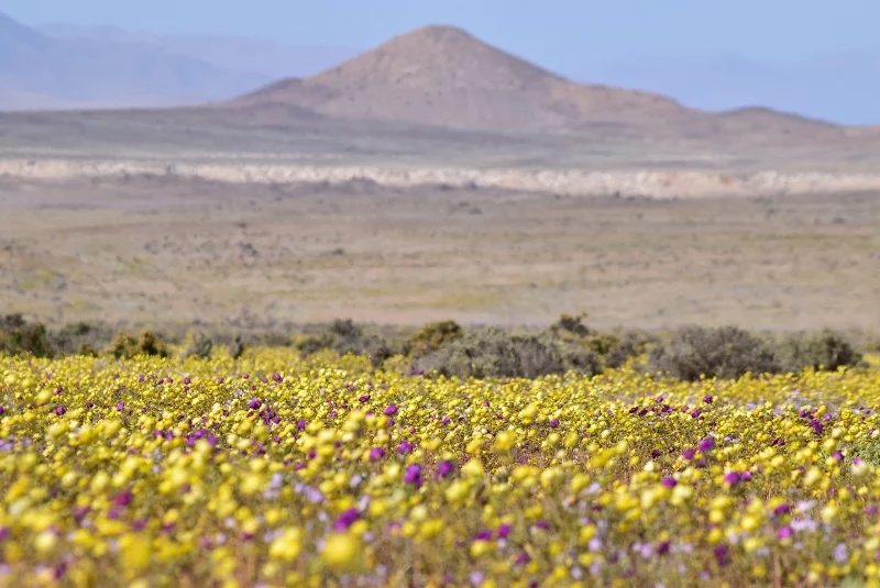 Última imagen de la ruta fotográfica por el Desierto Florido de 2022