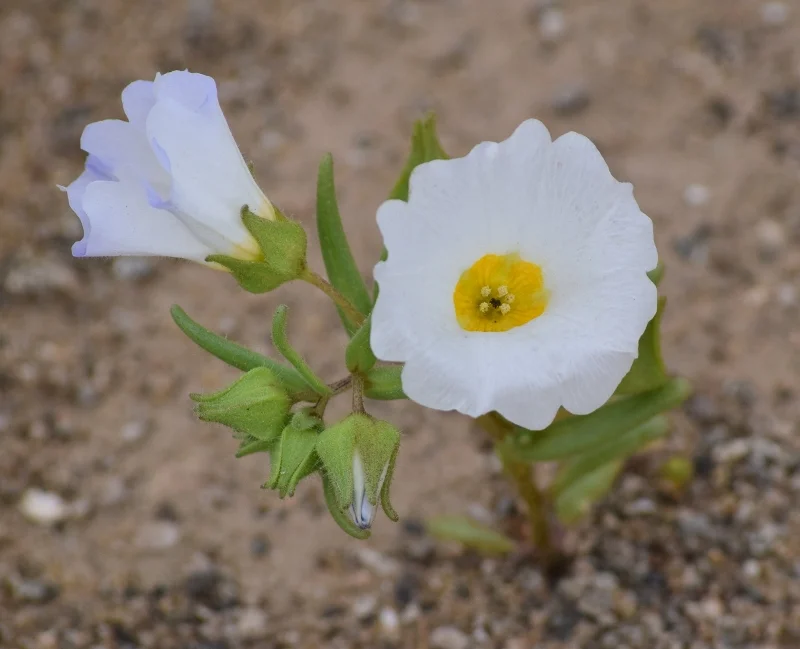 Detalle de flores nativas fotografiadas durante el Desierto Florido