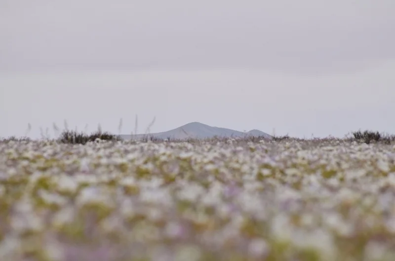 Extensión de flores blancas con cerros al fondo en Atacama