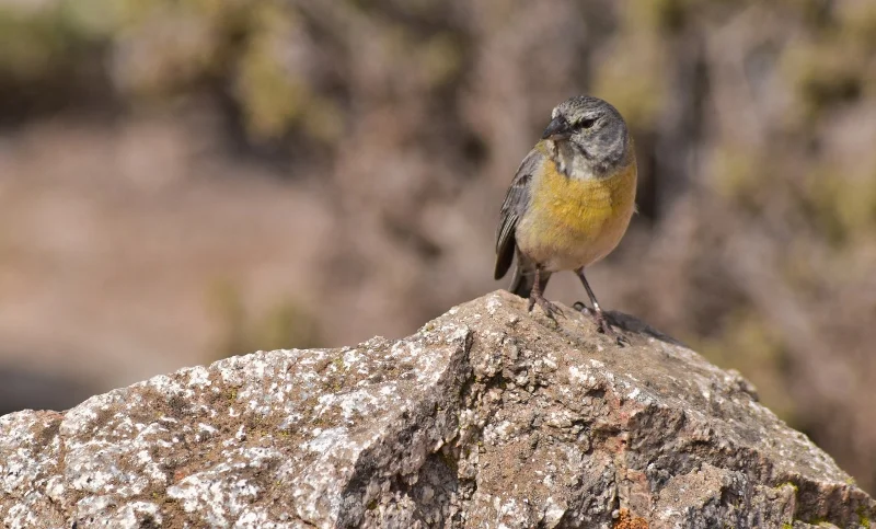 Pequeña ave amarilla y gris posada sobre una roca en Pan de Azúcar