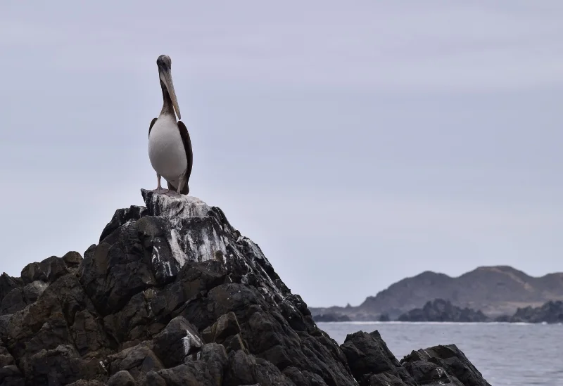 Pelícano posado sobre una roca frente al mar en Pan de Azúcar