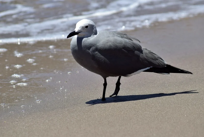 Gaviota gris sobre la arena de una playa del Parque Nacional Pan de Azúcar