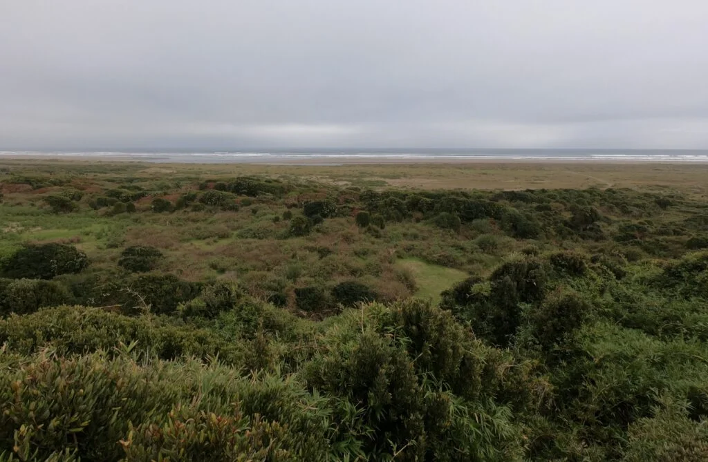 Bosque templado lluvioso del Parque Nacional Chiloé en el sector Cucao