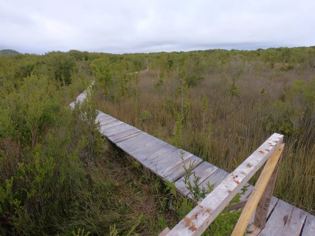 Dunas y vegetación costera en el sector Cucao del Parque Nacional Chiloé