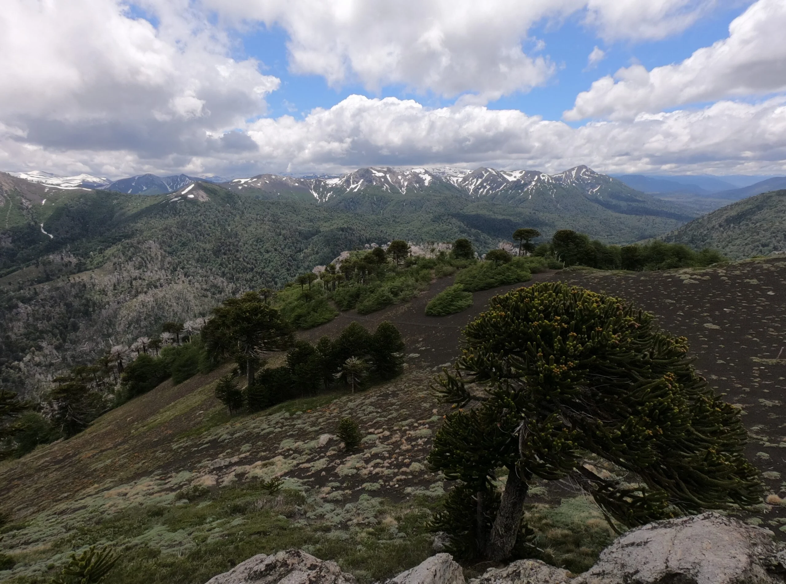 Araucarias y vegetación nativa junto al sendero Huella del Puma