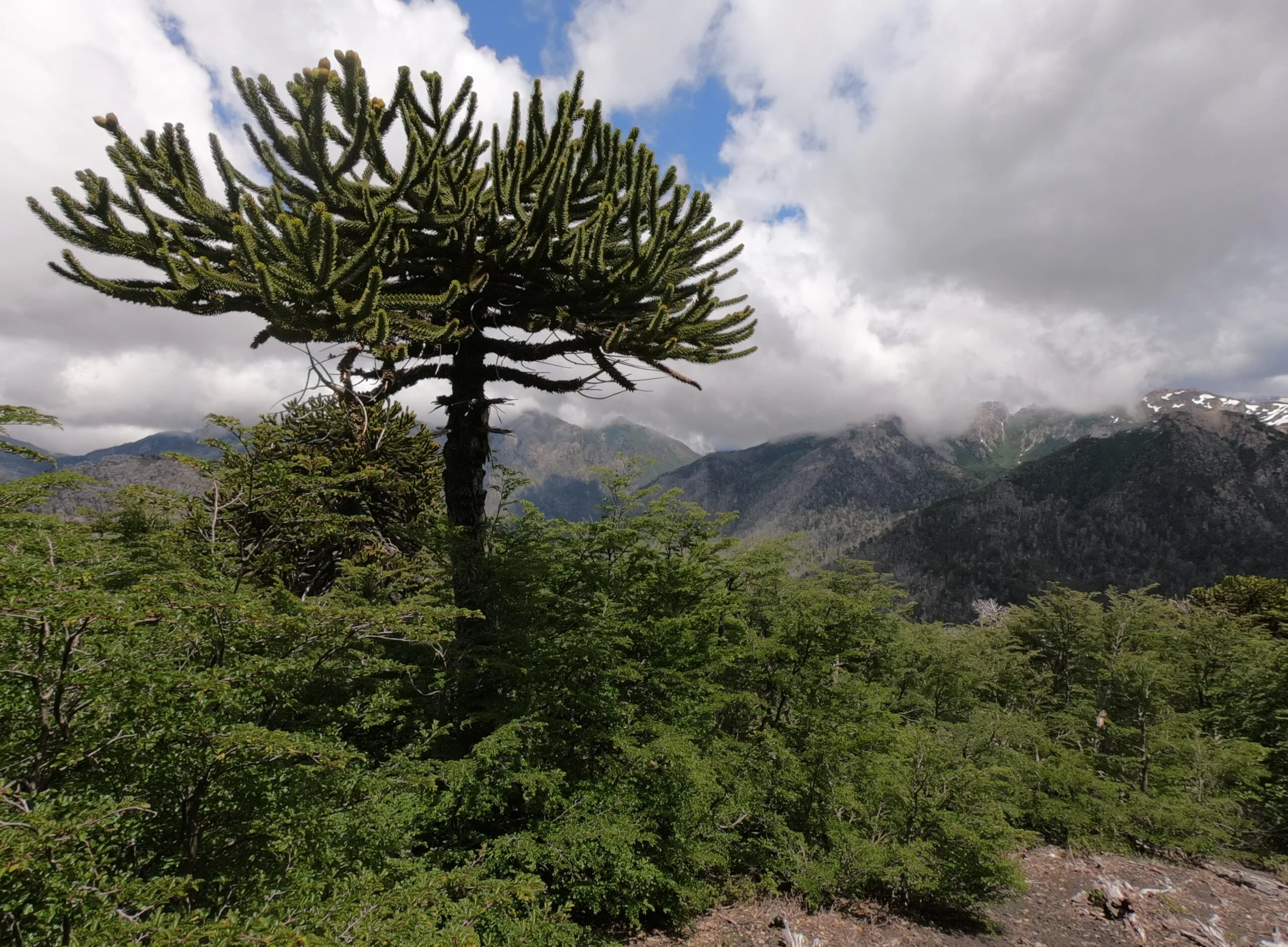 Panorámica de montaña desde la Reserva Nacional China Muerta
