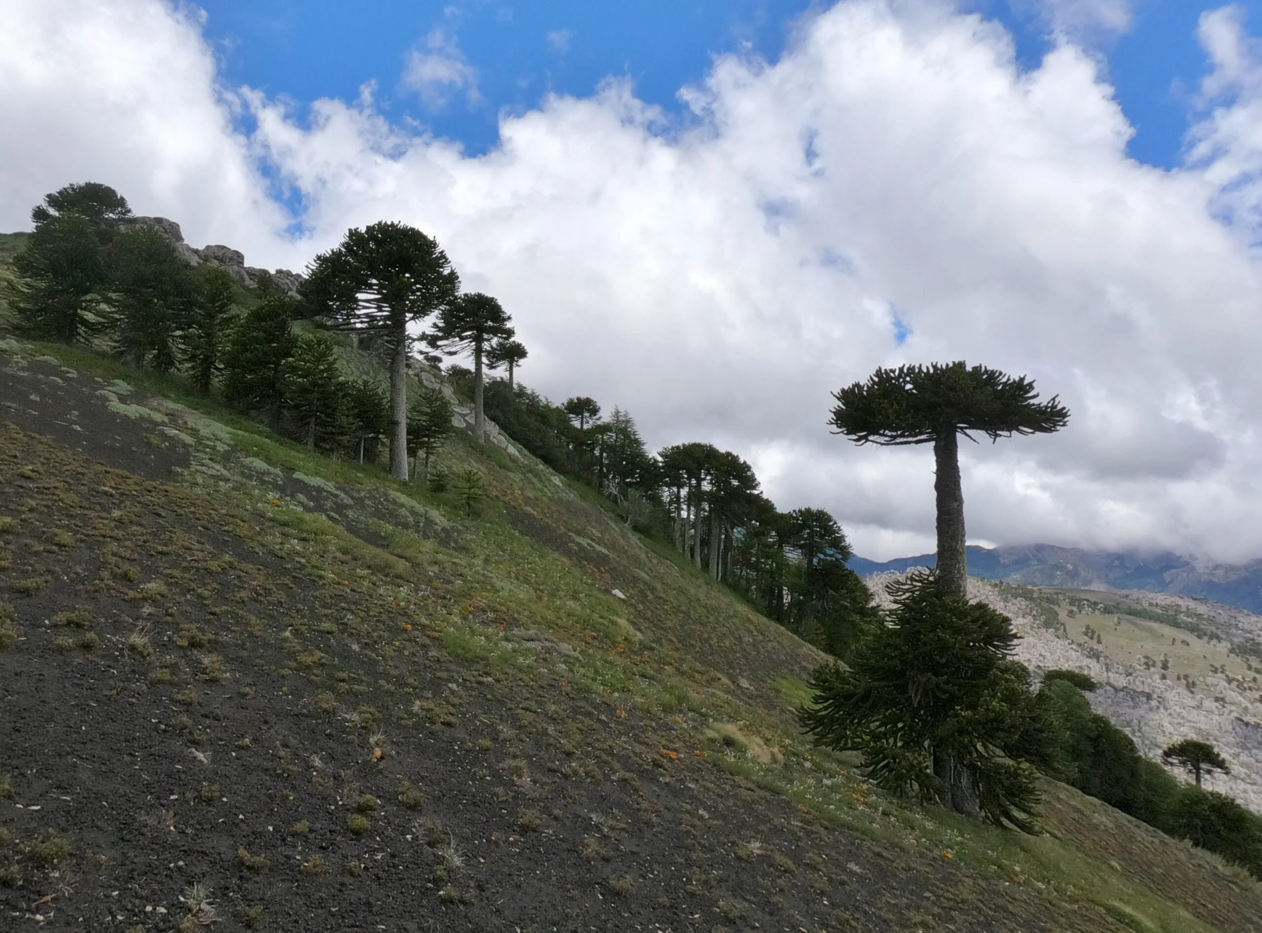 Letrero de bienvenida de la Reserva Nacional China Muerta rodeado de araucarias