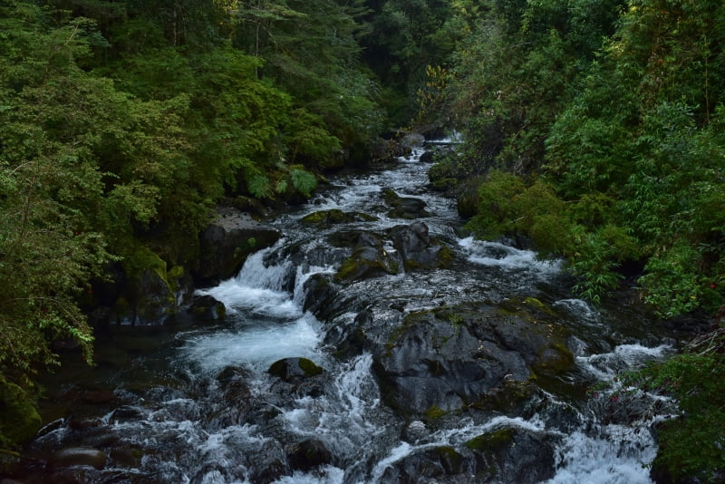 Vegetación húmeda del Parque Nacional Puyehue