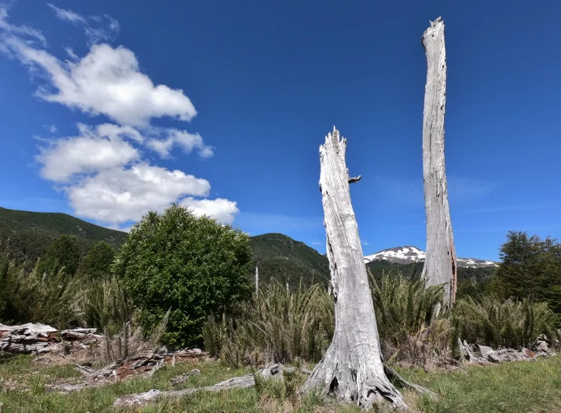 Bosque nativo durante el ascenso al Quetrupillán
