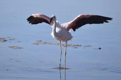 Flamencos en Laguna Chaxa cerca de San Pedro de Atacama