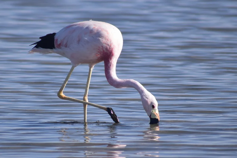 Flamencos alimentándose en las aguas poco profundas de Laguna Chaxa