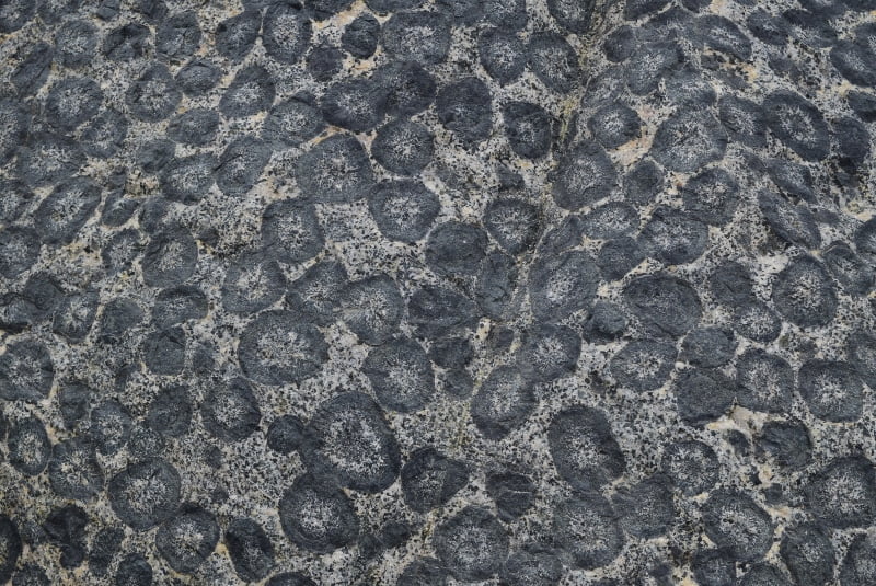Detalle de orbículas minerales concéntricas en una roca de Caldera