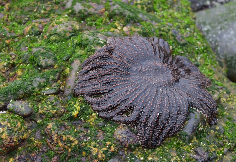 Costa de playa Rodillo junto al Santuario Granito Orbicular de Caldera