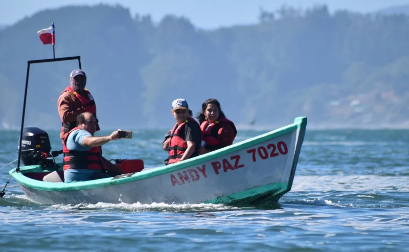 Pingüinos sobre los roqueríos de Isla Maiquillahue