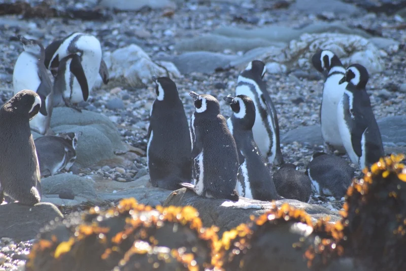 Grupo de pingüinos descansando en Isla Maiquillahue