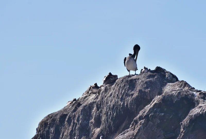 Avistamiento de aves durante el recorrido marítimo