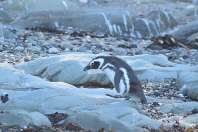 Pingüinos observados cerca de Isla Maiquillahue en Los Ríos