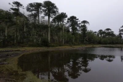 Laguna y araucarias en el Santuario El Cañi